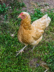 A bright live red chicken walks through the grass.
