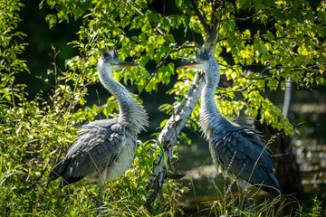 Fototapeta premium Two young grey herons fighting near water