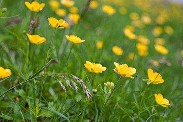 Blooming yellow buttercup meadow in a mountain pasture in the Alps of Piedmont, Italy.