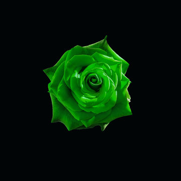 Green rose closeup isolated on a  black background. Macro photo nature red rose. Close up of Green rose on a black background.Unusual flower