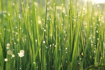 Fototapeta na wymiar Dew droplets on green spring grass
