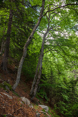 A beech forest on the slopes of a mountain.