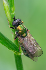 Green soldier fly on grass. High detail.