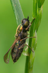 Green soldier fly on grass. High detail.