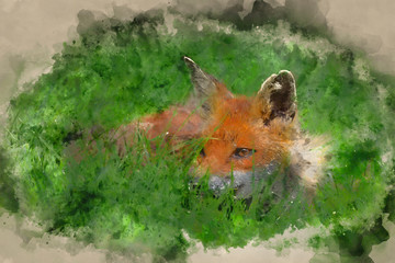 Obraz premium Digital watercolor painting of Stunning image of red fox vulpes vulpes in lush Summer countryside landscape