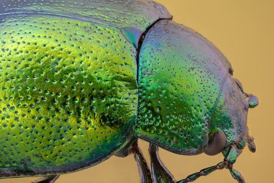 Mint leaf beetle - Chrysolina herbacea under microscope. 