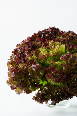 Fresh organic lollo rosso lettuce. White background, isolated, high resolution