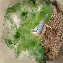 Digital watercolor painting of Beautiful Nuthatch bird Sitta Sittidae on tree stump in forest landscape setting