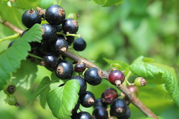 Riber nigrum commonly The blackcurrant or black currant , a woody shrub in the garden