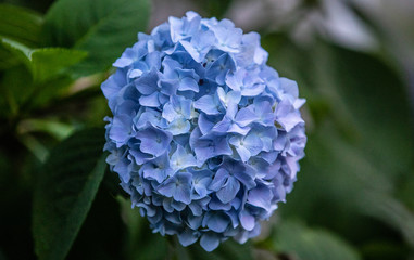 Obraz premium Hydrangeas