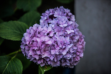 Heart shaped hydrangea