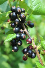 Riber nigrum commonly The blackcurrant or black currant , a woody shrub in the garden