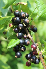 Riber nigrum commonly The blackcurrant or black currant , a woody shrub in the garden