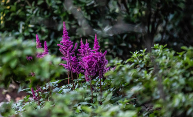 Obraz premium FLOWERS