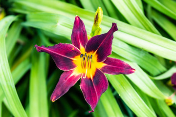 Purple Daylily