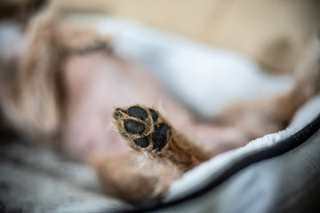 DOG PAW