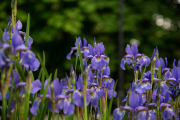 Purple iris