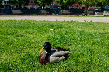 スウェーデン　ハルムスタード　川沿いの芝で休んでいる鴨　2019/5/23撮影