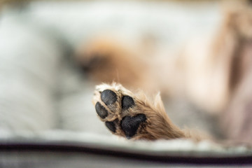 DOG PAW