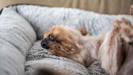 DOG SLEEPING UP CLOSE