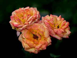 pink and orange roses together 