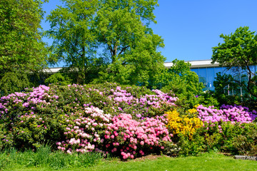 スウェーデン　ハルムスタード　図書館横の公園の花　2019/5/23撮影