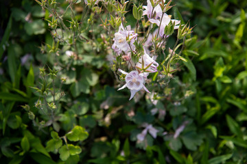 pink floer in green garden