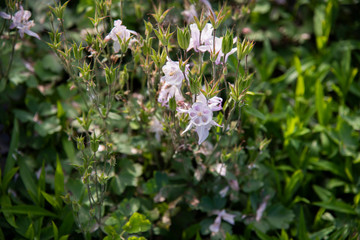 summer nature © Frank Myonk