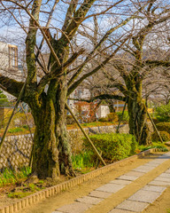 Philosopher Path, Kyoto, Japan