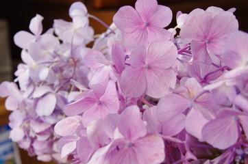  hydrangea
