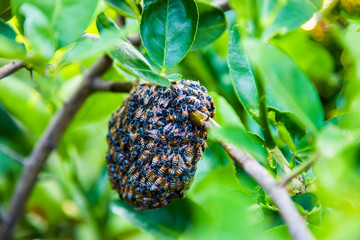 Black honeycomb with a bee body on a green tree. 