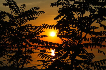 sunset from the forest by the sea