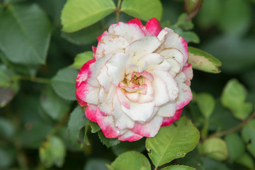 pink and white rose in the garden