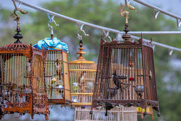 Obraz premium Red-whiskered bulbul Bird in the cage