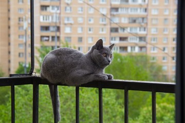 Gray cat sitting on the balcony against a tree