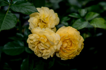 yellow rose group with green back ground