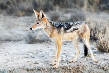 Black backed Jackal close up staring highly focused in the early morning. Kgalagadi, South Africa. Canis mesomelas