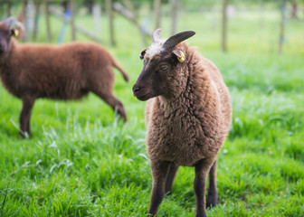 Soay sheep in field closeup