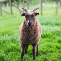Soay sheep in field closeup