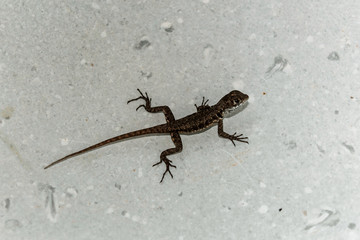 Lagarto