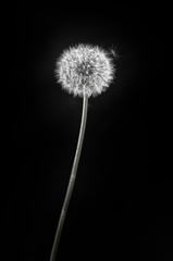 White dandelion on a black background