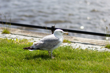 One seagull on the beach