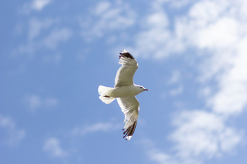 One seagull soaring highly in the blue sky
