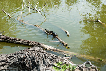 Turtles stretched out in the sun