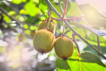 Kiwi Fruit Growing on Vine