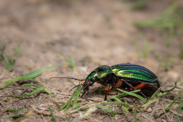 A beautiful green ground beetle resting on the ground