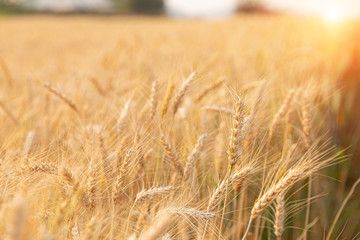 Barley field at farmland.