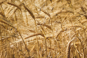 The wheat field with yellowed ripening cereal spikelets on the field,