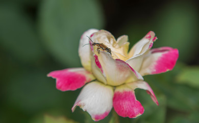 pink and white flower green backgroun