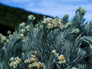 Leontopodium nivale, commonly called edelweiss, on Mount Gede, Bogor, West Java, Indonesia.